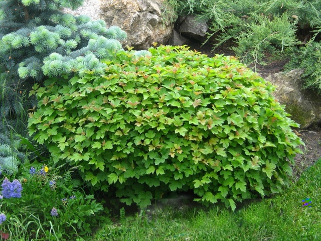 Viburnum opulus Nana- калина червена ниска (9526-1)